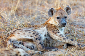 Hyena in Africa