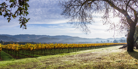 autumn morning in Napa Valley