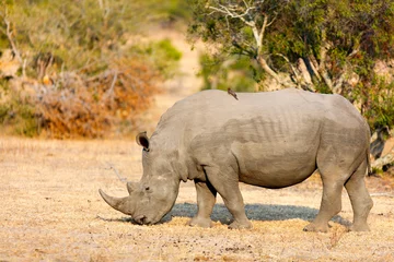 Papier Peint photo Lavable Rhinocéros White rhino in safari park