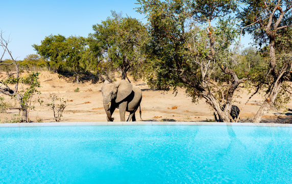 Fototapeta Pool with the view