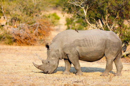 White rhino in safari park