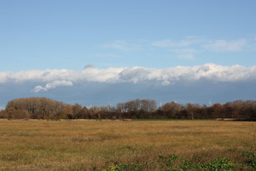 Windbreak belt with cloudy sky