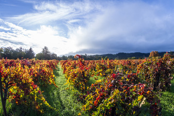 autumn vineyard in the morning
