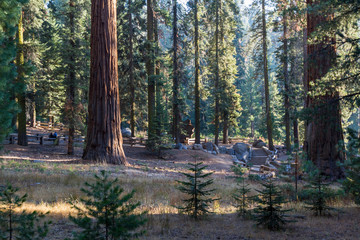 Giant sequoias in California