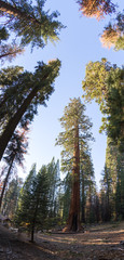 Giant sequoia tree