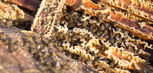 Bees on a framework with honey in the apiary