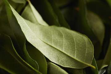 fresh curry leaves, sometimes spelled 