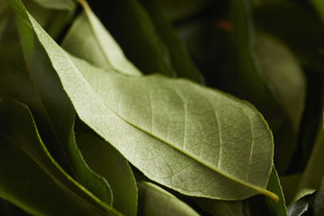 Obraz premium fresh curry leaves, sometimes spelled 