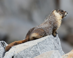 Yellow-bellied Marmot (Marmota flaviventris) covered with snow perched on a rock. Desolation Wilderness, El Dorado County, California, USA.