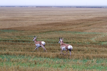 Obraz na płótnie Canvas Pronghorn Antelope - Antilocapra americana