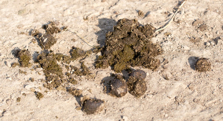 animal feces on the ground