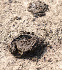 animal feces on the ground