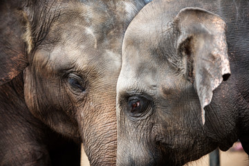 Heads of Asian elephants in Sri Lanka
