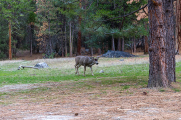 mule deer in Yosemite