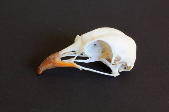 鳥の頭蓋骨