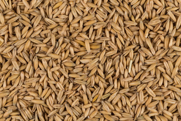 natural oat grains background, closeup