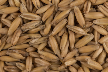 natural oat grains background, closeup