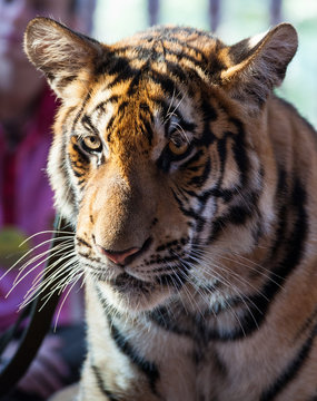 Closeup portrait of a Little Indo-Chinese  tiger, Thailand, Tiger Temple