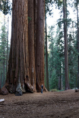 Giant sequoia grove