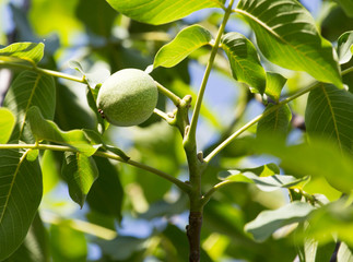 green walnuts on the tree