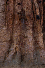 sequoia bark close up