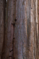 sequoia bark close up