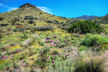 Fototapeta na wymiar Spring Flowers in the Sandia Mountains