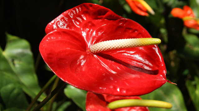 Anturio,Flamingo Flower,Anthurium