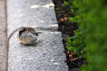 The solitary bird 5