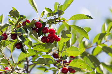 ripe cherries on the tree in nature