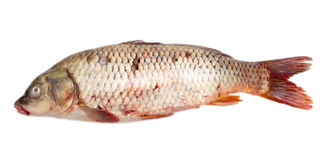 carp on a white background