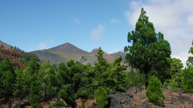 Shot of the famous trekking path "Ruta de los vulcanos" , taken in the south of la Palma nearby Los Canarios. The foreground shows pine trees waving  in the wind.