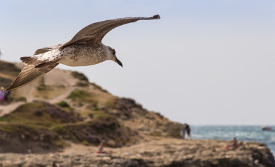 gulls in the sky by the sea