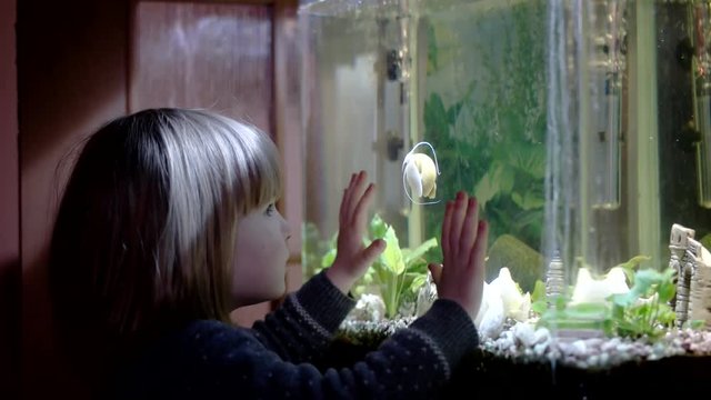 Cute Little Girl Watch Yellow Snail Crawling Over Aquarium Glass