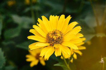 Yellow flower. Czech Republic