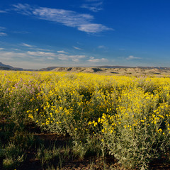 New Mexico Flowers