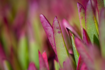 coastal succulent close up