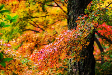 autumn maple foliage in Kyoto