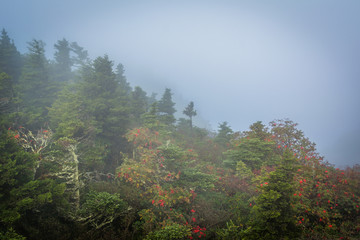 Trees in fog, at Grandfather Mountain, North Carolina.