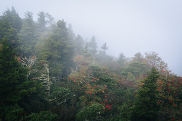 Trees in fog, at Grandfather Mountain, North Carolina.