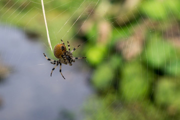 Spider on web. Czech Republic