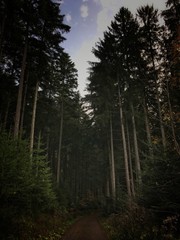 Waldweg im Schwarzwald