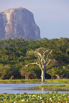 Lake and view of Elephant Rock in late afternoon, Yala National Park, Sri Lanka