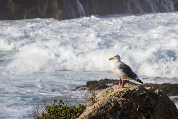 sea gull relaxing with the waves