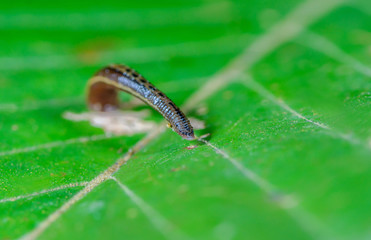 Land leech on green leaves.