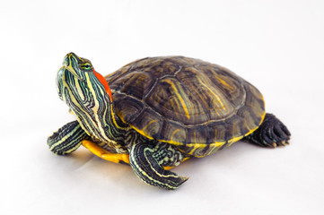 one Pond slider isolated on the white background.closeup.