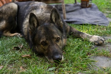German Shepherd dog lying on the grass. Slovakia