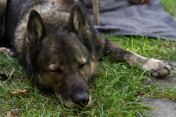 Dog sleeping on the grass