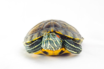 one Pond slider isolated on the white background.closeup.