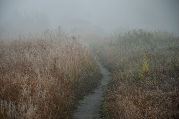 Obraz na płótnie Canvas Ścieżka wśród trzcin w jesiennej mgle.